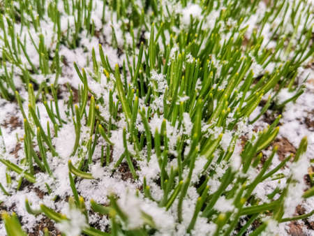 young snowdrops under the snow close-up spring is comingの写真素材