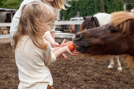 little girl feeding pony horse with apple in equestrian clubの写真素材