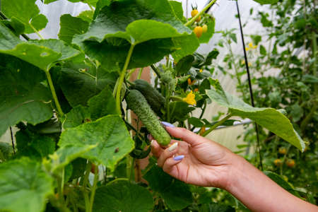 Harvesting cucumbers. Female hand picks a organic cucumber in greenhouseの写真素材