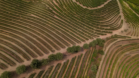 Beautiful aerial shot showing vibrant terraced farmland on a hillside