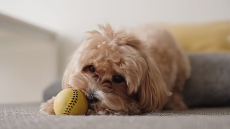 Adorable small dog resting on sofa with yellow ball in a cozy home setting