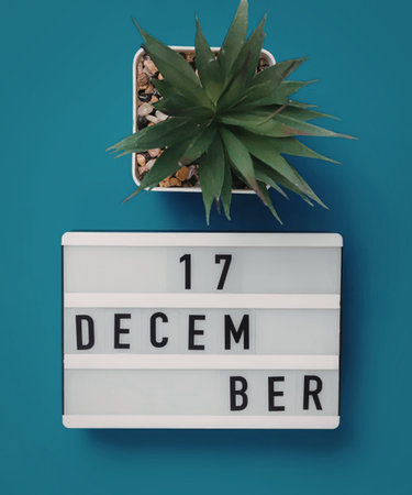 A simple calendar displaying December 17 with a green plant on a bright blue background