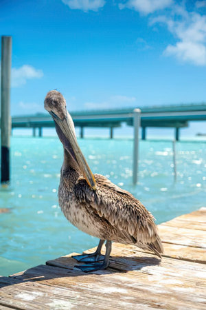 A natural scene of a pelican on a dock by clear blue water under a sunny sky.