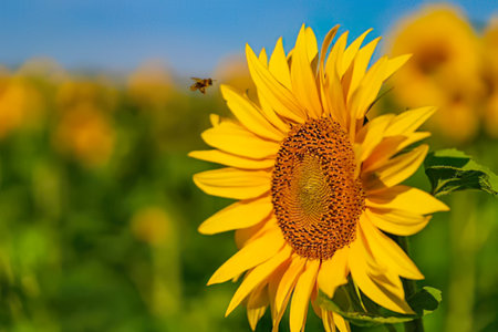 A vibrant sunflower blooming in a sunny outdoor farm setting