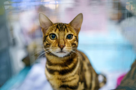 A close-up of a Bengal cat with golden fur and green eyes indoors