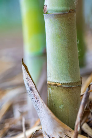 A detailed shot of green bamboo stalks in a natural outdoor setting.