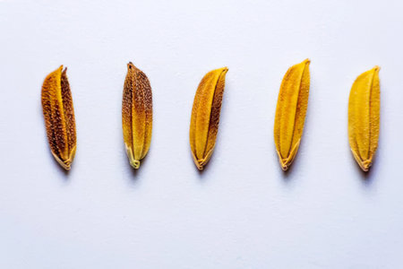 Simple image of five banana peels lined up on a white surface, showing natural colors and textures.