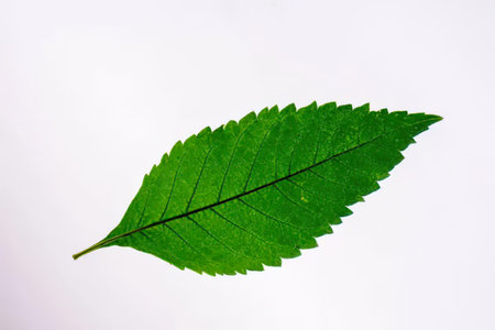 A natural green leaf with visible veins and serrated edges on a plain background.
