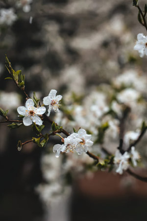 Beautiful white cherry blossoms blooming on a tree branch in spring.