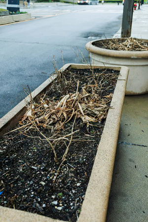 A flower planter box filled with weeds and dirt on a city sidewalk.