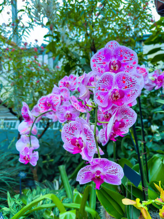 Beautiful pink orchids growing on a lush green plant in a garden setting