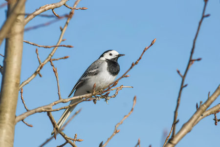 A small bird perched on a tree branch with a clear blue sky background.