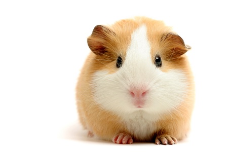 hamsterの写真素材