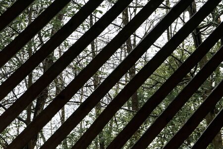 Spring forest behind a latticeの写真素材