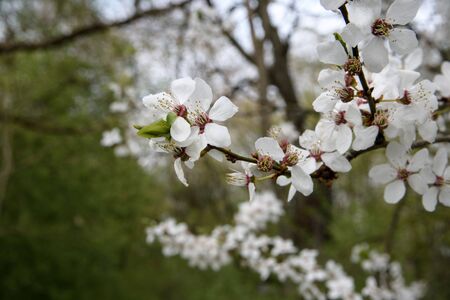Blooming gardens in spring, blooming spring tree, blooming flowers on trees, spring has come, selective focus, blooming branch on a treeの写真素材