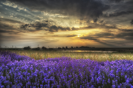 Lavender fields. Beautiful image of lavender field.の写真素材