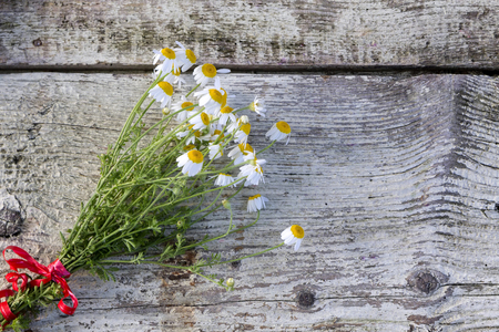 Fresh herb with copy space, selective focus close upの写真素材