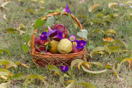 autumn still life with apples and pears in a basket wrapped with flowers on the lawnの写真素材