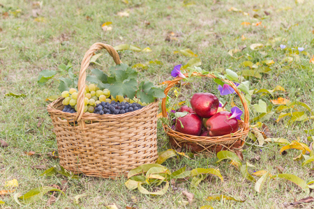 autumn still life with apples and pears in a basket wrapped with flowers on the lawnの写真素材