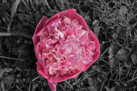 pink peony on green grass in the gardenの写真素材