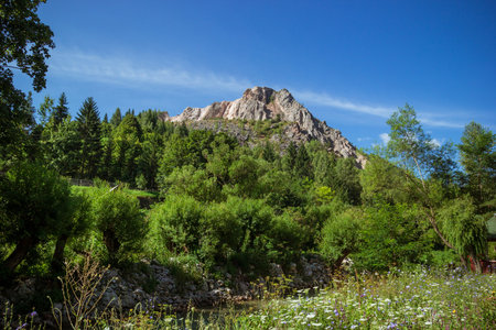 View of the mountain peak below the forest and flower field. Romanian mountain near Bicaz Gorge. Carpathian mountains rare massive and pine forest landscape Romanian countrysideの写真素材