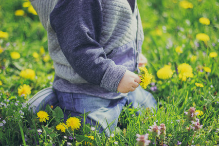 cropped photo of the little boy holding yellow flower in the field. Toddler sitting in the spring dandelion and green grass meadow.の写真素材