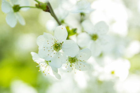 Springtime begining in the garden. The branches of a blossoming tree in spring day in the wind....