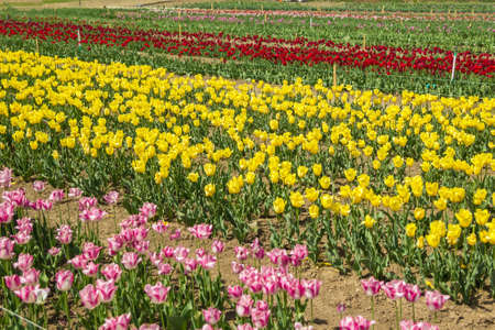 Large field of multi-colored tulip flowers. Beautiful floral background of bright tulips blooming in...