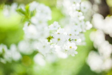 Springtime begining in the garden. The branches of a blossoming tree in spring day in the wind. Cherry tree in white flowers. Beautiful blurring background. selective focus.の写真素材