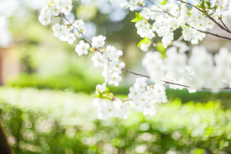 Springtime begining in the garden. The branches of a blossoming tree in spring day in the wind....