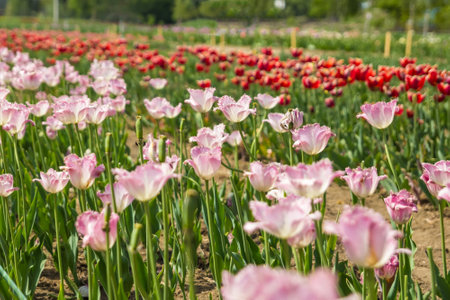 Large field of multi-colored tulip flowers. Beautiful floral background of bright tulips blooming in the garden in the middle of a sunny spring day.の写真素材