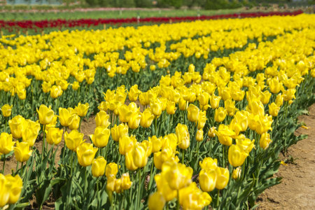 Large field of yellow colored tulip flowers. Beautiful floral background of bright tulips blooming in the garden in the middle of a sunny spring day.の写真素材