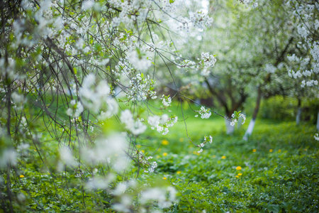 Springtime begining in the garden. The branches of a blossoming tree in spring day in the wind. Cherry tree in white flowers. Beautiful blurring background. selective focus.の写真素材