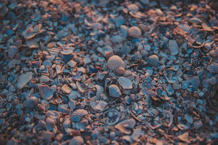 Beach with whole and beaten shells at sunrise lights. The mass of shells on the coast of the sea....