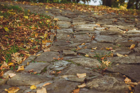 Yellow autumn fallen leaves lie on a gray rocky surface on a sunny day. Autumn leaves background. Close up photo of yellow and brown foliage on a stone walkway in the park. Yellow and gray backdrop.の写真素材