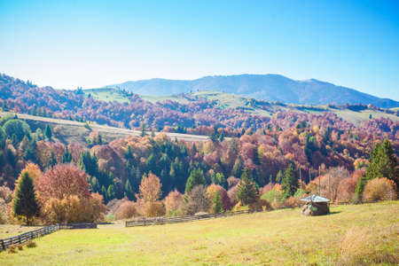 Amazing autumn landscape in the mountains with meadow and colorful trees on backdrop. Beautiful autumn background. Fall in National Natural Park Synevir, Carpathian Mountains, Ukraine.の写真素材