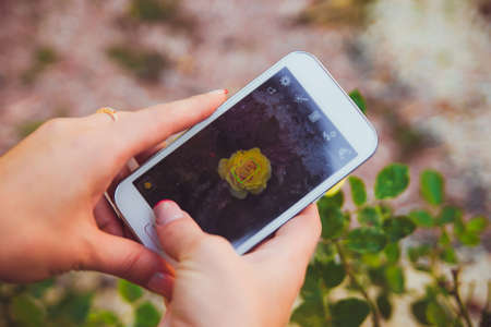 Womens hands hold a white phone with a photo of a yellow flower. Girl takes a photo of a yellow rose. Cropped photo with selective focus and blurred background.の写真素材