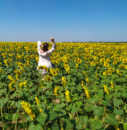 Woman in white dress goes in the Field of Blooming yellow sunflowers. Summer nature landscape. Clean blue sky over sunflowers. Yellow flowersare Growing on the Big field. Agricultureの写真素材