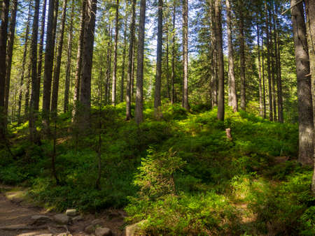 Scenic landscape in the middle of wooden coniferous forrest, surrounded by green bushes and leaves and ferns on a Fall Evening in Carpathian Nature. Amazing nature in sunny day in Ukraine.の写真素材
