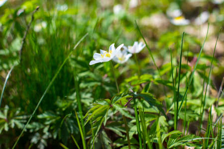 Anemone Asherah, Wood anemone, Anemone nemorosa in spring, lovely white flowers, white curtain fresh...