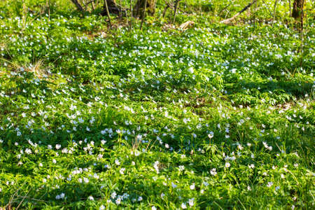 Anemone Asherah, Wood anemone, Anemone nemorosa in spring, lovely white flowers, white curtain fresh...