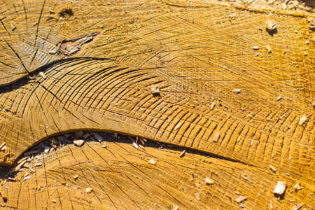 Saw cut texture with annual rings and cracks. Old tree stump as background. Construction Background....