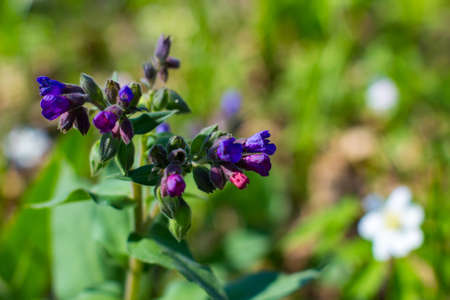 The first spring flowers of the Pulmonaria flower in the forest. Pulmonaria officinalis, common names lungwort, common lungwort, Marys tears or Our Ladys milk drops.の写真素材