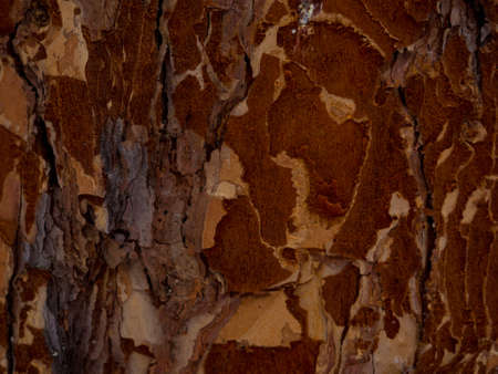 Texture of gnawed tree in forest. Damaged bark and wood. A coniferous tree with dark brown textured bark. There are large pieces in the wood that exposes the light wood.の写真素材