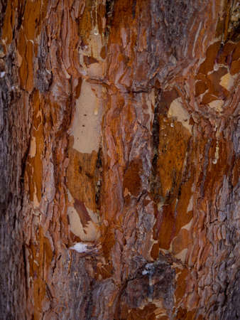 Gnawed tree in winter forest. Damaged bark and wood. A large coniferous tree with dark brown textured bark. There are large pieces in the wood that exposes the light wood.の写真素材