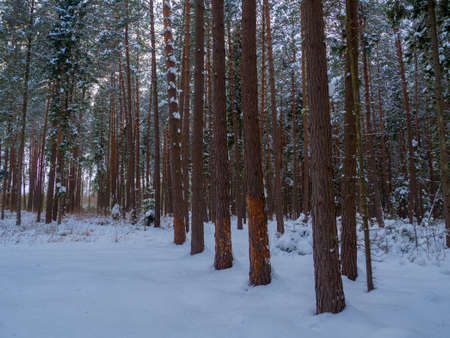 Gnawed trees in winter forest. Damaged bark and wood. Large coniferous trees with dark brown textured bark. There are large pieces in the wood that exposes the light wood.の写真素材