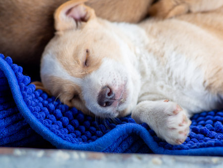 Small cute dog in the yard on the blue carpet. Beige and white stray dog sleeping on the street. Homeless dog lying on the blue fabric.の写真素材