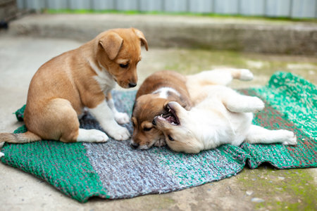 Small cute dogs in the yard on the carpet. Beige, brown and white stray dogs playing on the green fabric.の写真素材