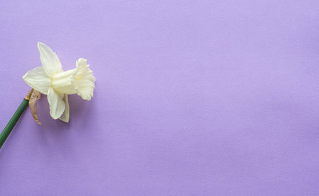 Daffodils flower on lilac background with copy space. Women and Mothers Day greeting card. Place for text and narcissus on purple background. Birthday congratulations note flat lay.の写真素材