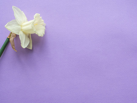 Daffodils flower on lilac background with copy space. Women and Mothers Day greeting card. Place for text and narcissus on purple background. Birthday congratulations note flat lay.の写真素材